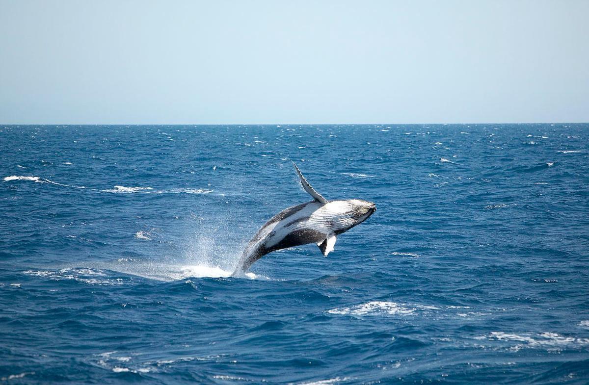 Ramada By Wyndham הרווי ביי מראה חיצוני תמונה A living Megaptera novaeangliae, or humpback whale